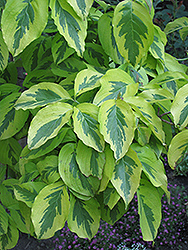 Cherokee Sunset Flowering Dogwood (Cornus florida 'Cherokee Sunset') at Lakeshore Garden Centres