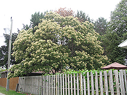 Chinese Chestnut (Castanea mollissima) at Lakeshore Garden Centres