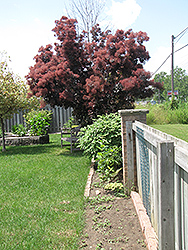Velvet Cloak Purple Smokebush (Cotinus coggygria 'Velvet Cloak') at Lakeshore Garden Centres