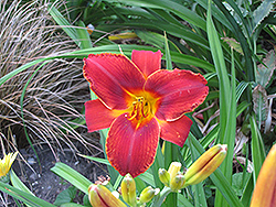Papaya Delight Daylily (Hemerocallis 'Papaya Delight') at Lakeshore Garden Centres