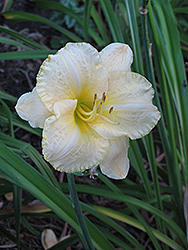 Whiter Shade of Pale Daylily (Hemerocallis 'Whiter Shade of Pale') at Lakeshore Garden Centres