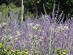 Little Spire Russian Sage (Perovskia 'Little Spire') at Peter Knippel Garden Centre