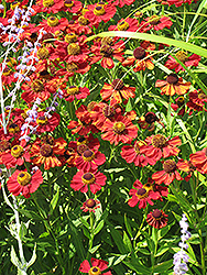 Rubinzwerg Sneezeweed (Helenium 'Rubinzwerg') at Lakeshore Garden Centres