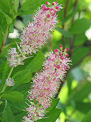 Ruby Spice Summersweet (Clethra alnifolia 'Ruby Spice') at The Mustard Seed