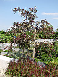 Ruby Lace Honeylocust (Gleditsia triacanthos 'Ruby Lace') at Lakeshore Garden Centres