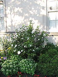 Diana Rose of Sharon (Hibiscus syriacus 'Diana') at Lakeshore Garden Centres