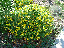Kalm's St. John's Wort (Hypericum kalmianum) at Lakeshore Garden Centres
