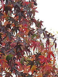 Worplesdon Sweet Gum (Liquidambar styraciflua 'Worplesdon') at Lakeshore Garden Centres