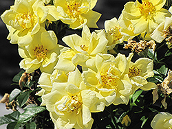 Flower Carpet Yellow Rose (Rosa 'Flower Carpet Yellow') at Lakeshore Garden Centres