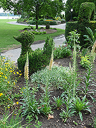 Grecian Foxglove (Digitalis lanata) at Lakeshore Garden Centres