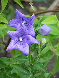 Balloon Flower (Platycodon grandiflorus) at Lakeshore Garden Centres