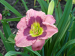 Siloam Jim Cooper Daylily (Hemerocallis 'Siloam Jim Cooper') at Lakeshore Garden Centres