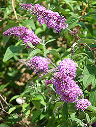Niche's Choice Butterfly Bush (Buddleia davidii 'Niche's Choice') at Lakeshore Garden Centres