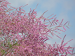 Pink Cascade Tamarisk (Tamarix ramosissima 'Pink Cascade') at Lakeshore Garden Centres