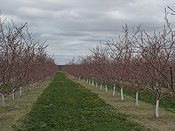 Nectarine (Prunus persica var. nucipersica) at Lakeshore Garden Centres