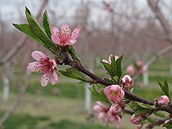 Nectarine (Prunus persica var. nucipersica) at Lakeshore Garden Centres