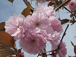 Common Peach (Prunus persica) at Lakeshore Garden Centres