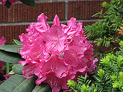 Julie Rhododendron (Rhododendron 'Julie') at Lakeshore Garden Centres