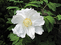 Hakuojisi Tree Peony (Paeonia suffruticosa 'Hakuojisi') at Lakeshore Garden Centres