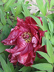 Koukamon Tree Peony (Paeonia suffruticosa 'Koukamon') at Green Thumb Garden Centre