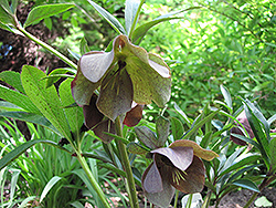 Harvington Shades of Night Hellebore (Helleborus 'Harvington Shades of Night') at Lakeshore Garden Centres