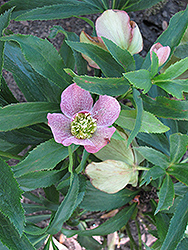 Winter Jewels Cherry Blossom Hellebore (Helleborus 'Cherry Blossom') at Lakeshore Garden Centres