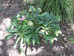 Winter Jewels Cherry Blossom Hellebore (Helleborus 'Cherry Blossom') at Lakeshore Garden Centres