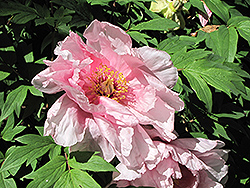 Yae Zakura Tree Peony (Paeonia suffruticosa 'Yae Zakura') at Lakeshore Garden Centres
