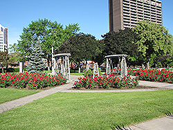 Nell Martin Rose (Rosa 'Nell Martin') at Lakeshore Garden Centres
