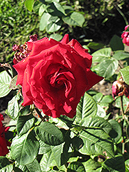 Nell Martin Rose (Rosa 'Nell Martin') at Lakeshore Garden Centres