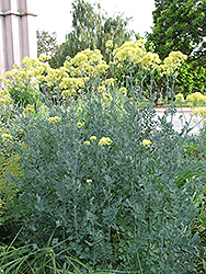 Yellow Meadow Rue (Thalictrum flavum 'Glaucum') at Lakeshore Garden Centres