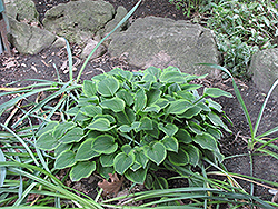 Hope Hosta (Hosta 'Hope') at Lakeshore Garden Centres