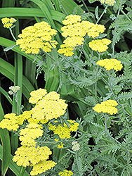 Fernleaf Yarrow (Achillea filipendulina) at Lakeshore Garden Centres