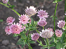 Primadonna Masterwort (Astrantia major 'Primadonna') at Lakeshore Garden Centres
