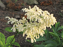 Chestnut Rodgersia (Rodgersia aesculifolia) at Lakeshore Garden Centres