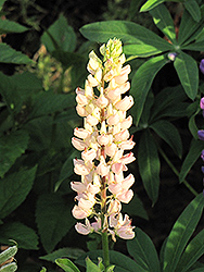 White Tree Lupine (Lupinus arboreus 'Alba') at Lakeshore Garden Centres