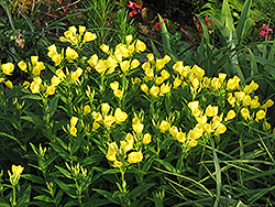 Sundrops (Oenothera fruticosa) at Lakeshore Garden Centres
