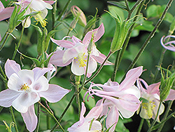 Nivea Columbine (Aquilegia vulgaris 'Nivea') at Lakeshore Garden Centres