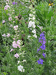 Rocket Larkspur (Delphinium ajacis) at Lakeshore Garden Centres