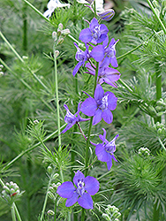 Rocket Larkspur (Delphinium ajacis) at Lakeshore Garden Centres