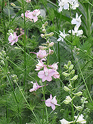 Rocket Larkspur (Delphinium ajacis) at Lakeshore Garden Centres