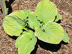 Hippodrome Hosta (Hosta 'Hippodrome') at Lakeshore Garden Centres