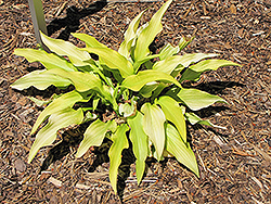 Hadspen Sapphire Hosta (Hosta 'Hadspen Sapphire') at Lakeshore Garden Centres