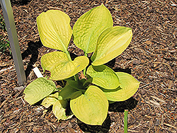 Golden Waffles Hosta (Hosta 'Golden Waffles') at Lakeshore Garden Centres