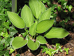 Lady Godiva Hosta (Hosta 'Lady Godiva') at Lakeshore Garden Centres