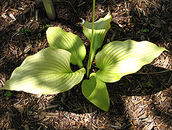 Templar Gold Hosta (Hosta 'Templar Gold') at Lakeshore Garden Centres