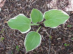 Forest Fire Hosta (Hosta 'Forest Fire') at Lakeshore Garden Centres