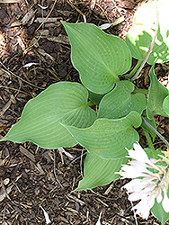 Reptilian Hosta (Hosta 'Reptilian') at Lakeshore Garden Centres
