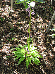 Lemon Frost Hosta (Hosta 'Lemon Frost') at Lakeshore Garden Centres