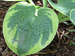 Jack of Diamonds Hosta (Hosta 'Jack of Diamonds') at Lakeshore Garden Centres